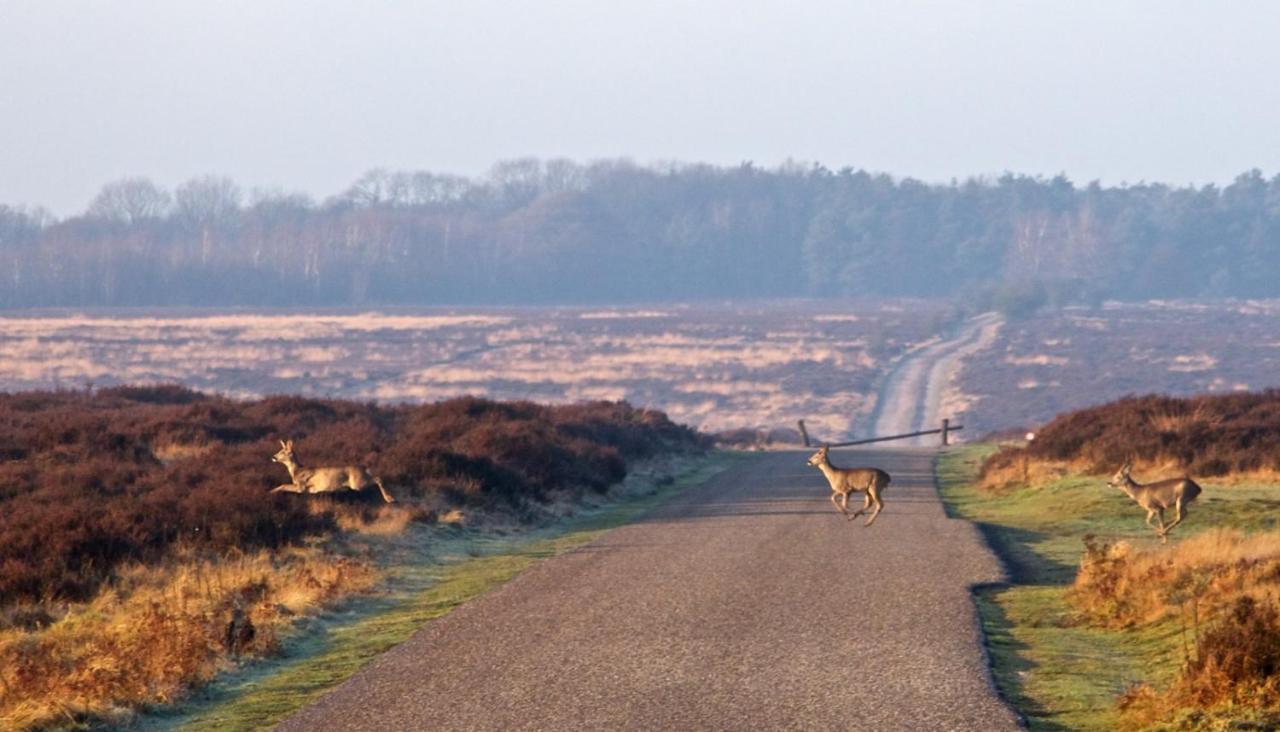 Heerlijke Vakantiewoning Veluwse Bossen Putten Exterior foto