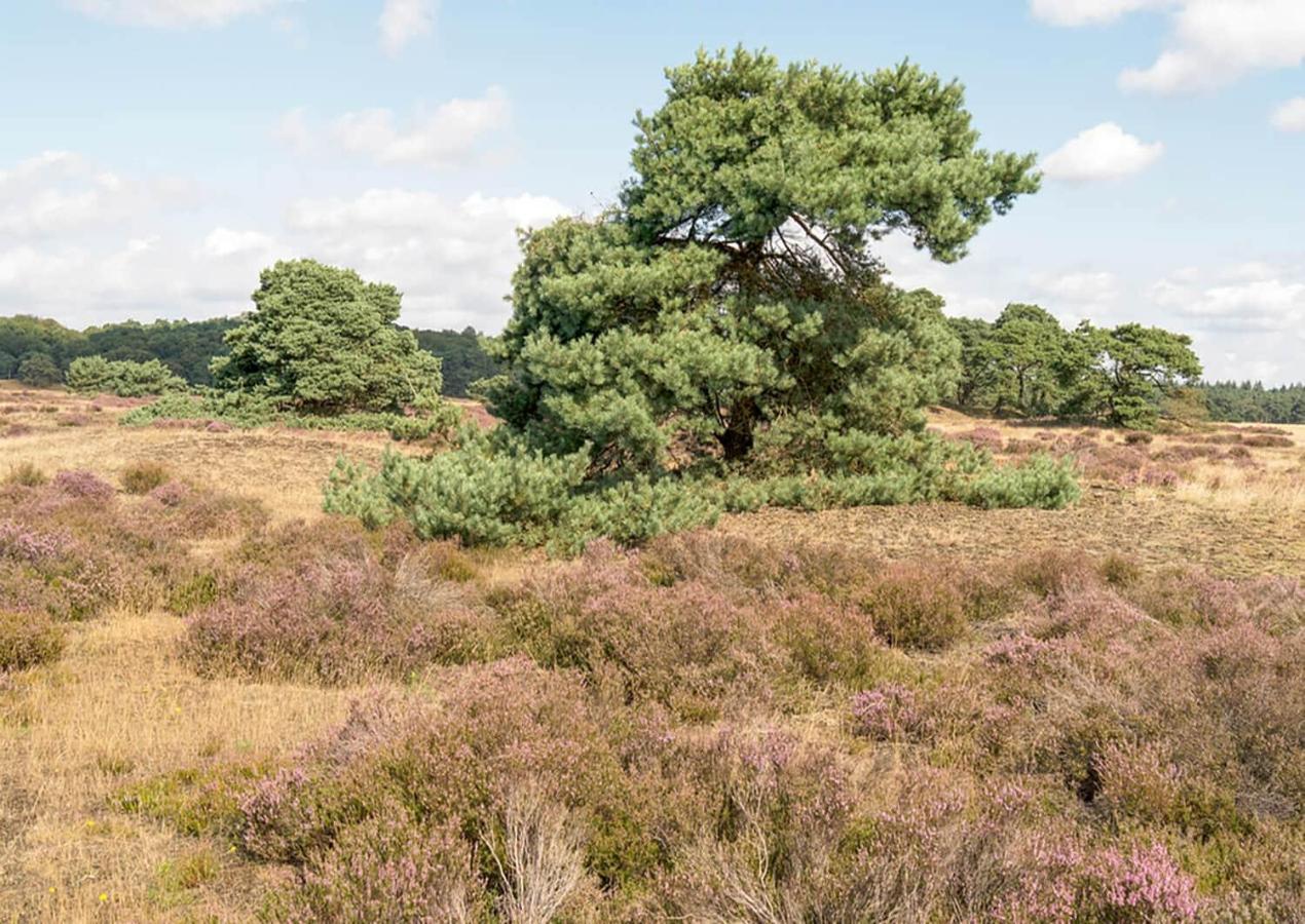 Heerlijke Vakantiewoning Veluwse Bossen Putten Exterior foto